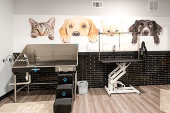 Pet wash